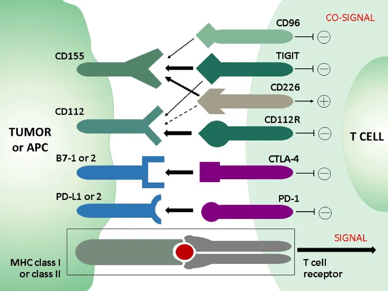 Schematic of T cell co-signaling: on the T cell the co-inhibitory receptors CD96, TIGIT, CD112R, CTLA-4 and PD-1 and the co-stimulatory receptor CD226; on the tumor cell or antigen-presenting cell their ligands CD155, CD112, B7-1/B7-2 and the PD-1 ligands; below, the T cell receptor with MHC class I or class II delivering the signal.