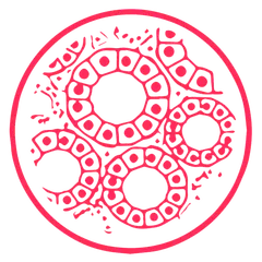 ONCOdianova-Icon: Gewebezellen