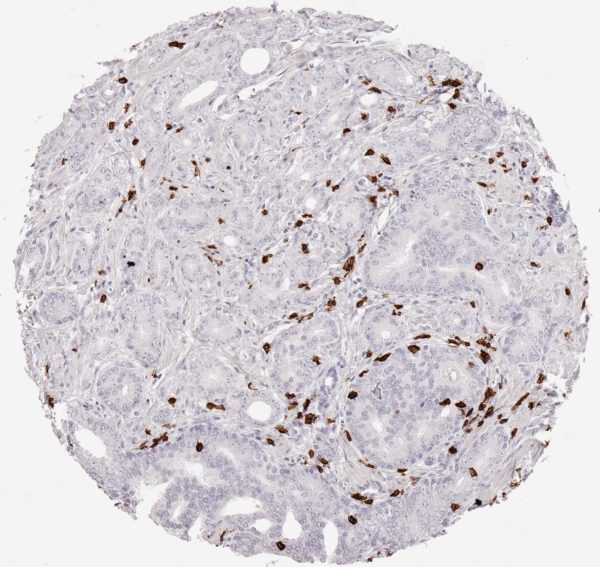 CD8 Antibody