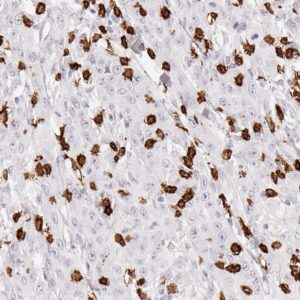 CD8 antibody