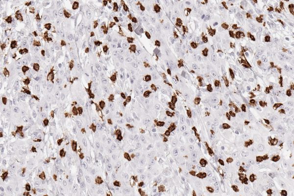CD8 antibody