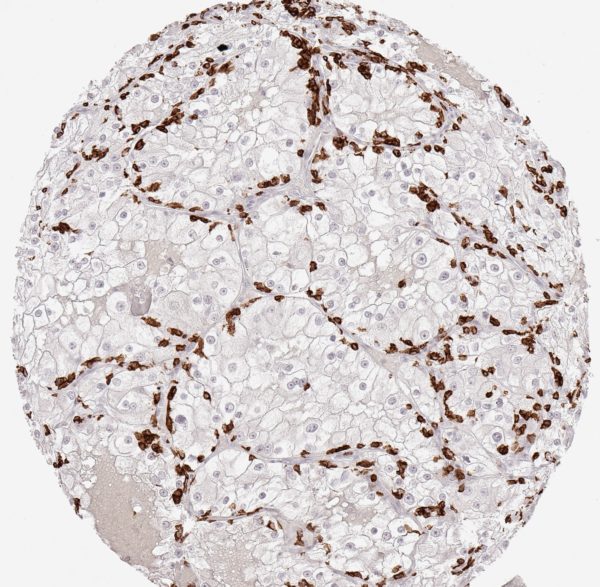 CD8 Antibody