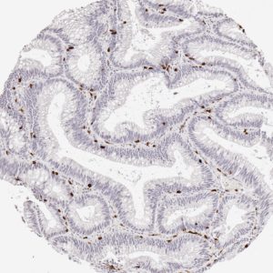 cd8 antibody