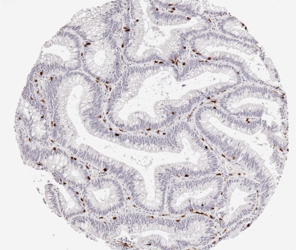 cd8 antibody