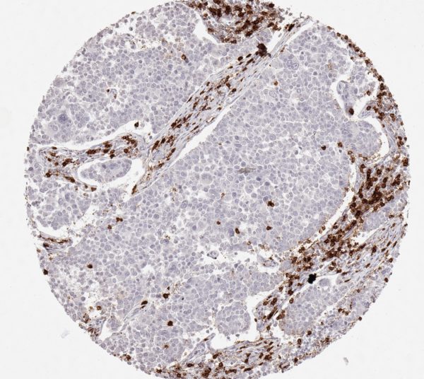 CD8 antibody
