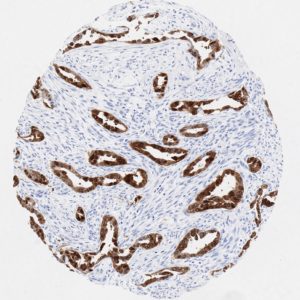 p16 antibody