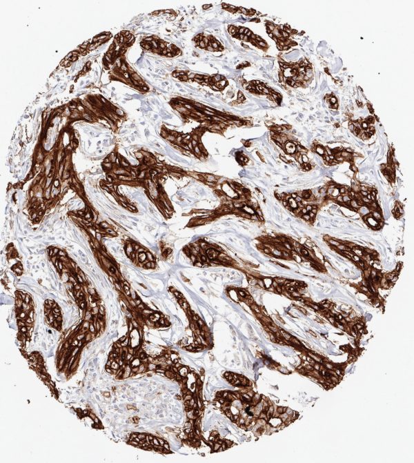 CD73 antibody