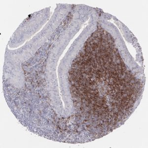 CD73 antibody